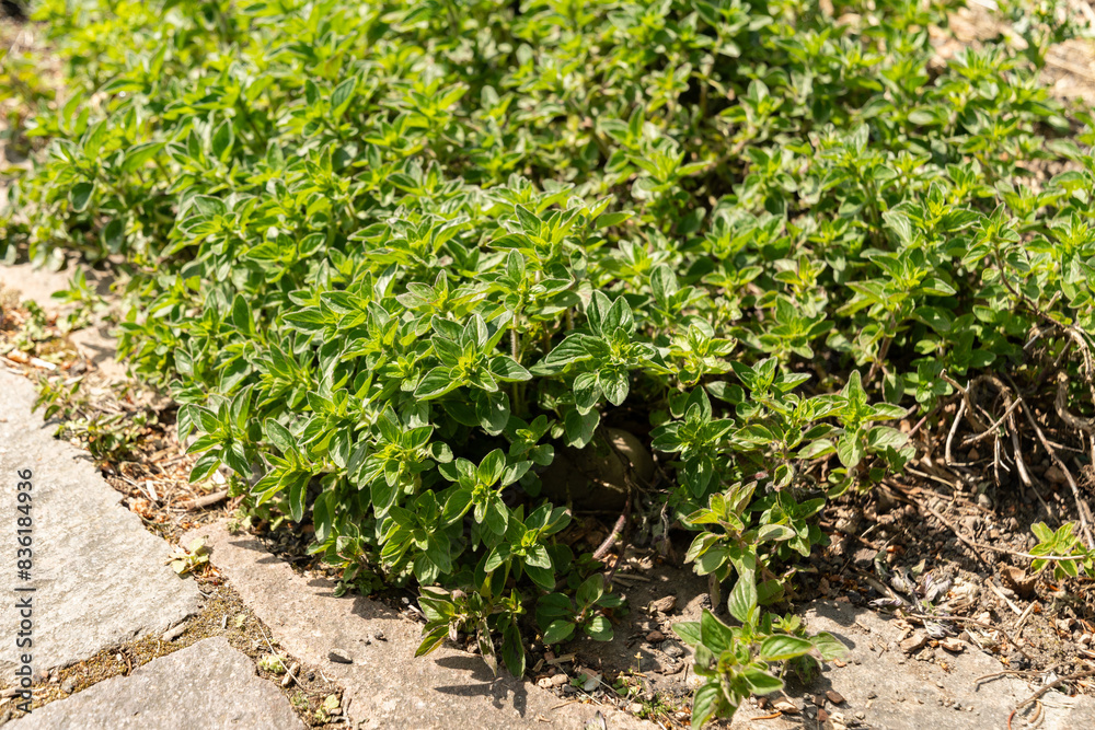 Oregano or Origanum Vulgaris plant in Zurich in Switzerland Oregano or Origanum Vulgaris plant in Zurich in Switzerland