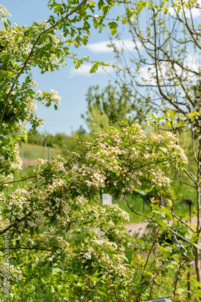 Common hawthorn or Crataegus Monogyna plant in Zurich in Switzerland Common hawthorn or Crataegus Monogyna plant in Zurich in Switzerland