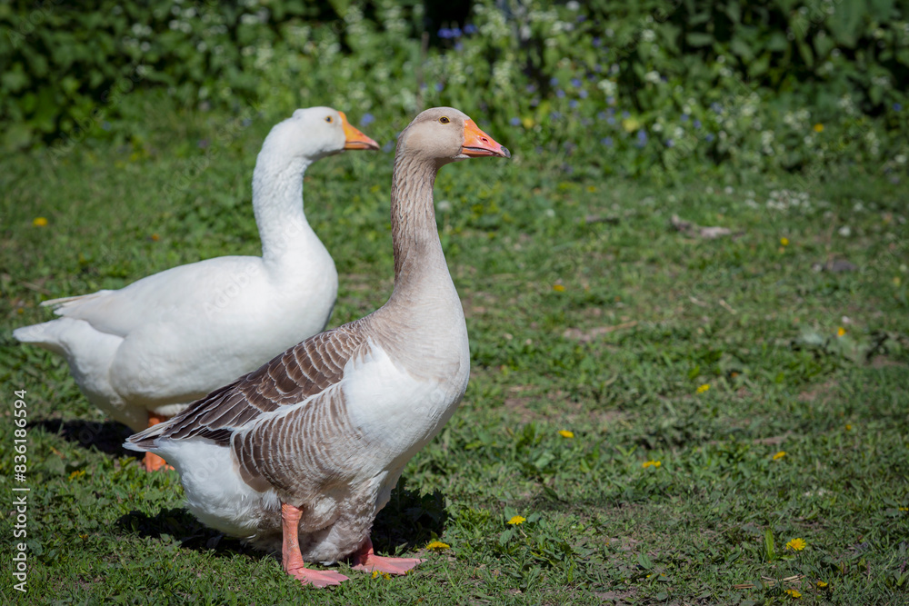 A grey goose walks through the village in close-up. A grey goose walks through the village in close-up.
