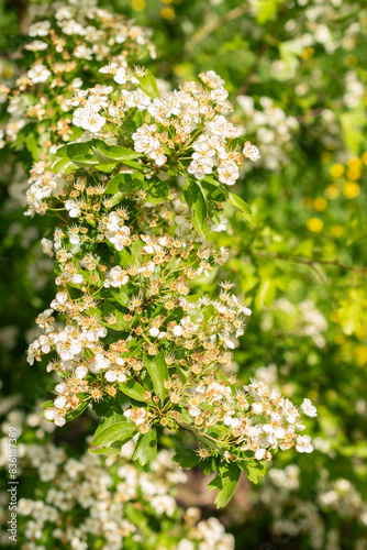 Common hawthorn or Crataegus Monogyna plant in Zurich in Switzerland