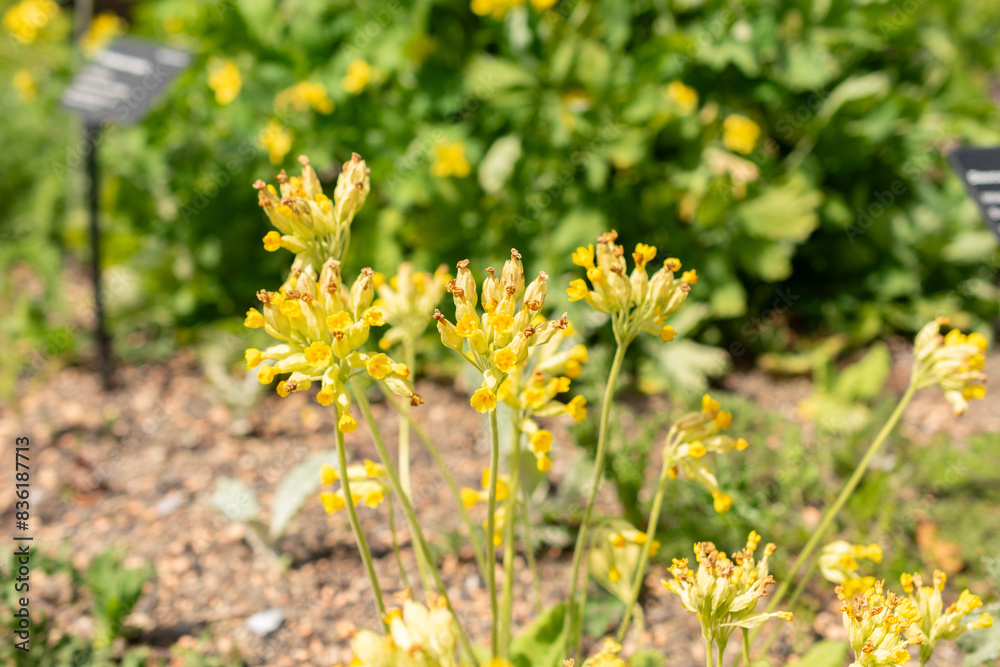 Common cowslip or Primula Veris plant in Zurich in Switzerland Common cowslip or Primula Veris plant in Zurich in Switzerland