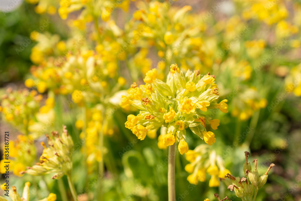 Common cowslip or Primula Veris plant in Zurich in Switzerland Common cowslip or Primula Veris plant in Zurich in Switzerland