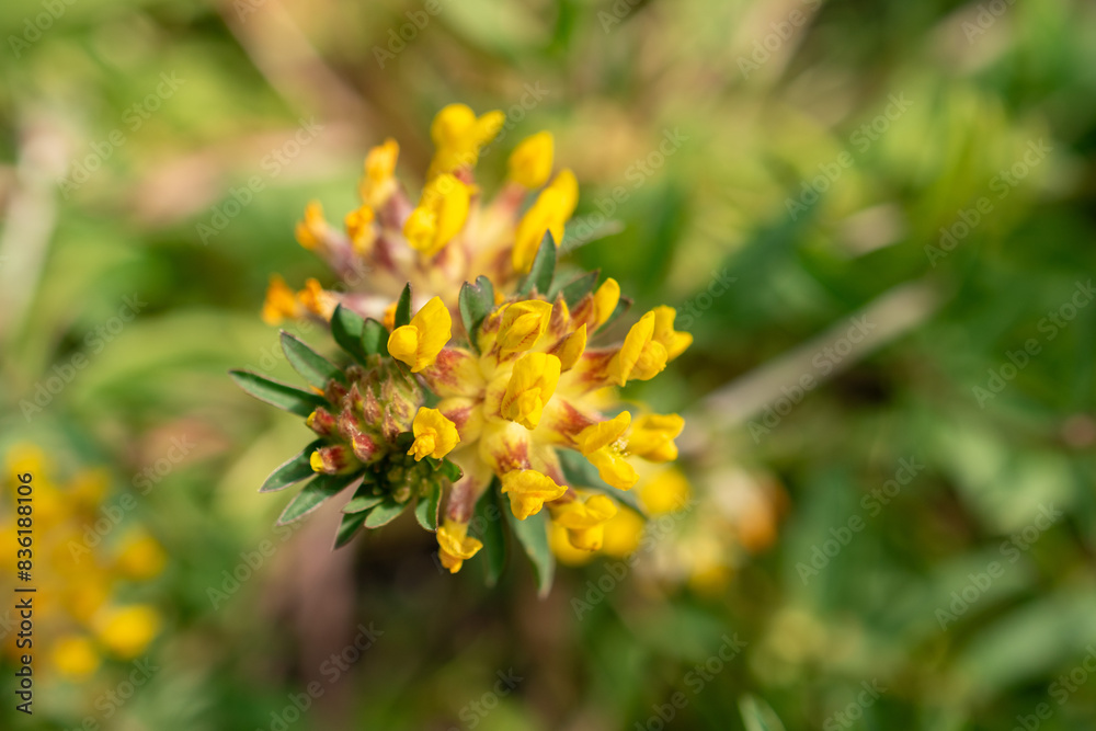Common kidney vetch or Anthyllis Vulneraria plant in Zurich in Switzerland Common kidney vetch or Anthyllis Vulneraria plant in Zurich in Switzerland