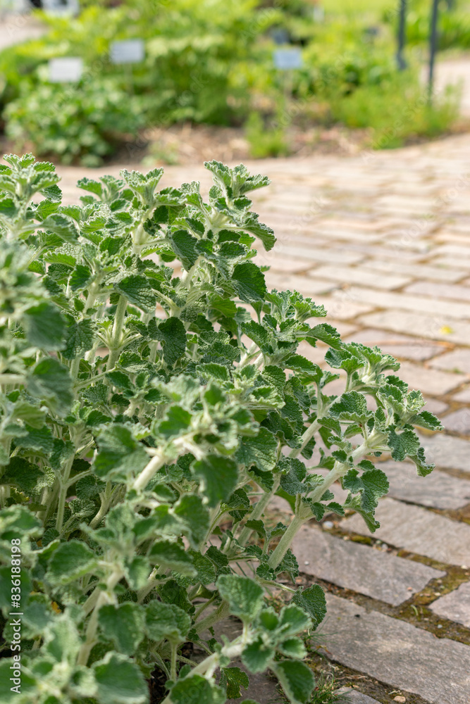 Common horehound or Marrubium Vulgare plant in Zurich in Switzerland Common horehound or Marrubium Vulgare plant in Zurich in Switzerland