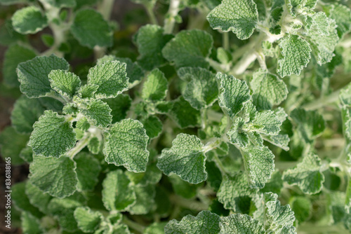 Common horehound or Marrubium Vulgare plant in Zurich in Switzerland