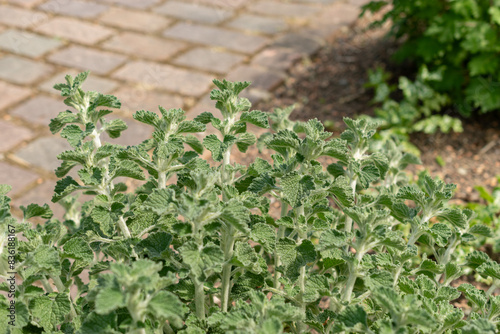 Common horehound or Marrubium Vulgare plant in Zurich in Switzerland photo