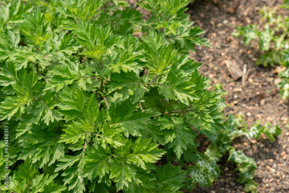 Common mugwort or Artemisia Vulgaris plant in Zurich in Switzerland Common mugwort or Artemisia Vulgaris plant in Zurich in Switzerland