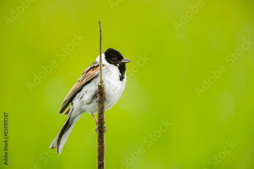 Portrait of a common reed bunting perched on a reed photo