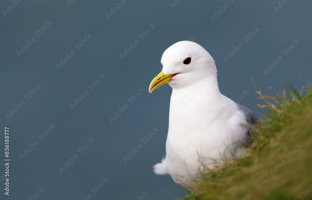 Portrair of a kittiwake perched on a cliff edge Portrair of a kittiwake perched on a cliff edge