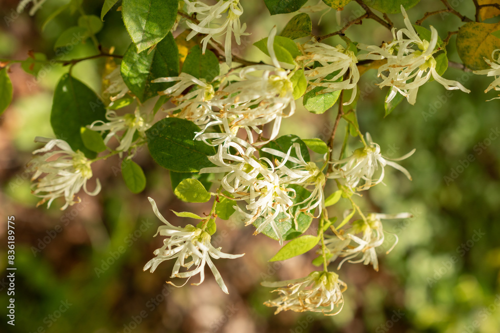 Chinese fringe flower or Loropetalum Chinense plant in Zurich in Switzerland Chinese fringe flower or Loropetalum Chinense plant in Zurich in Switzerland