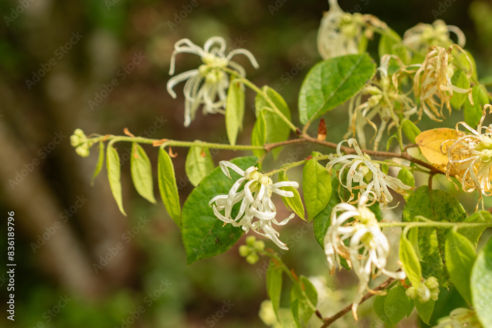 Chinese fringe flower or Loropetalum Chinense plant in Zurich in Switzerland Chinese fringe flower or Loropetalum Chinense plant in Zurich in Switzerland