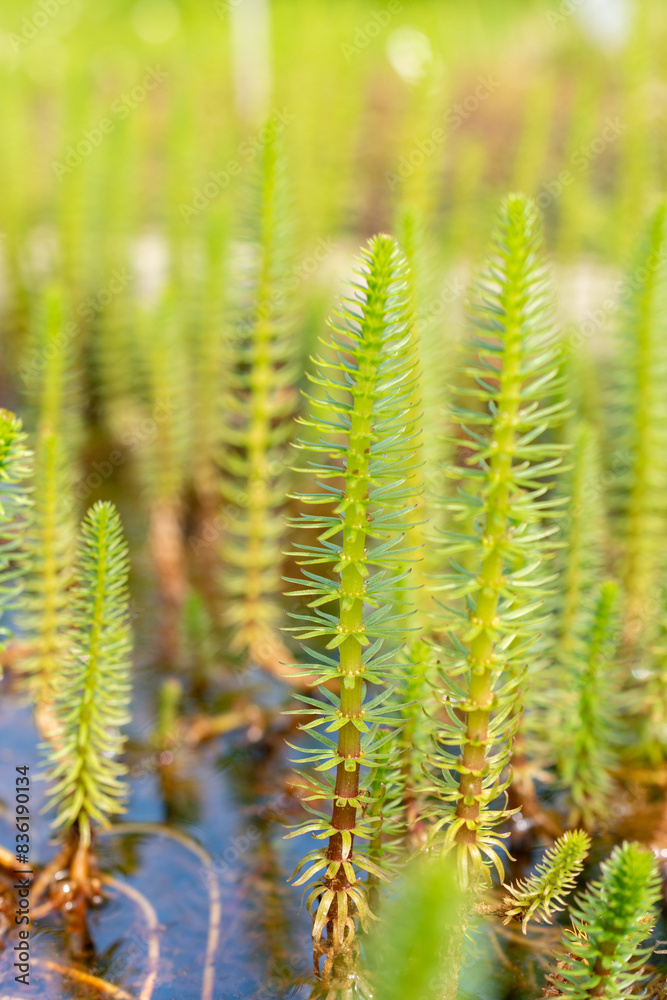 Mares tail or Hippuris Vulgaris plant in Zurich in Switzerland Mares tail or Hippuris Vulgaris plant in Zurich in Switzerland