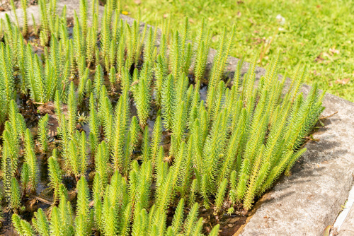 Mares tail or Hippuris Vulgaris plant in Zurich in Switzerland photo