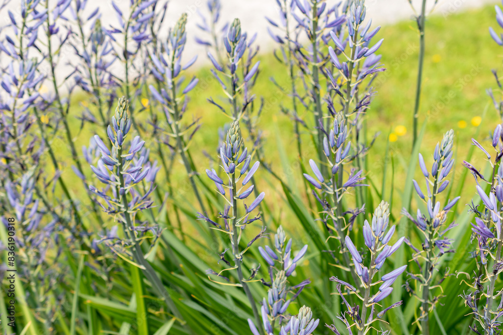 Great camas or Camassia Leichtlinii plant in Zurich in Switzerland Great camas or Camassia Leichtlinii plant in Zurich in Switzerland