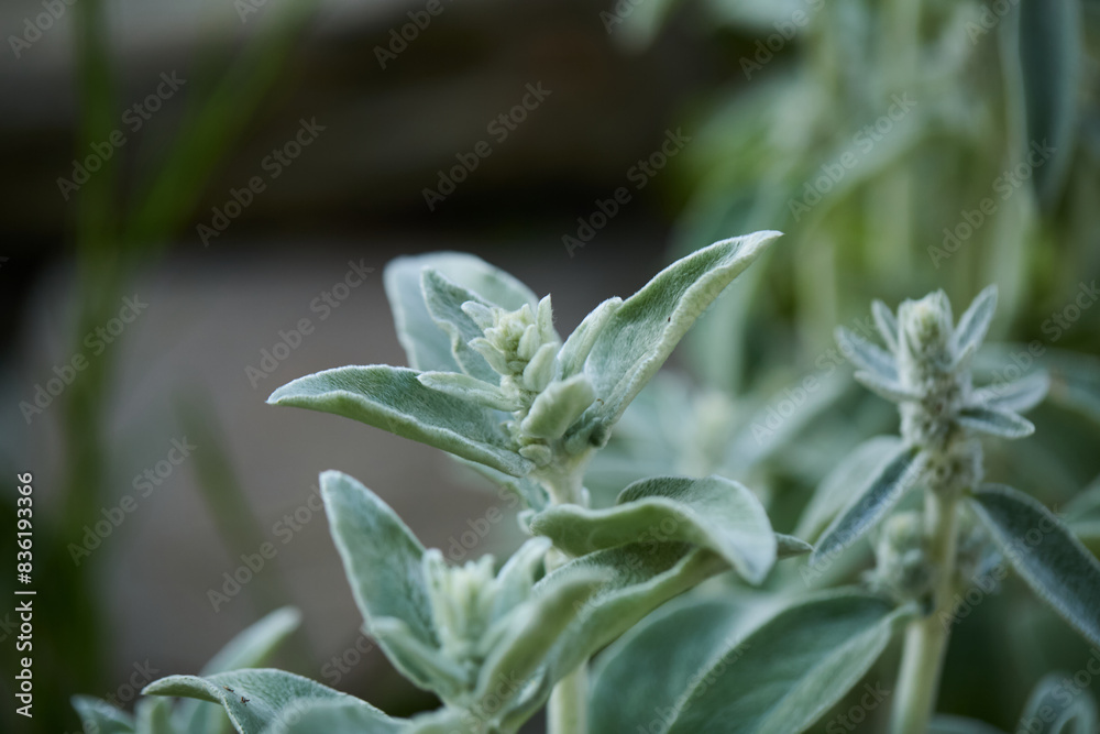 Lambs ear plant. Soft leaves and flowers. Lambs ear plant. Soft leaves and flowers.