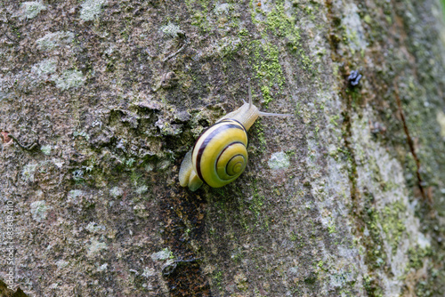 snail Cepeae nemoralis on a rainy day in a French forest