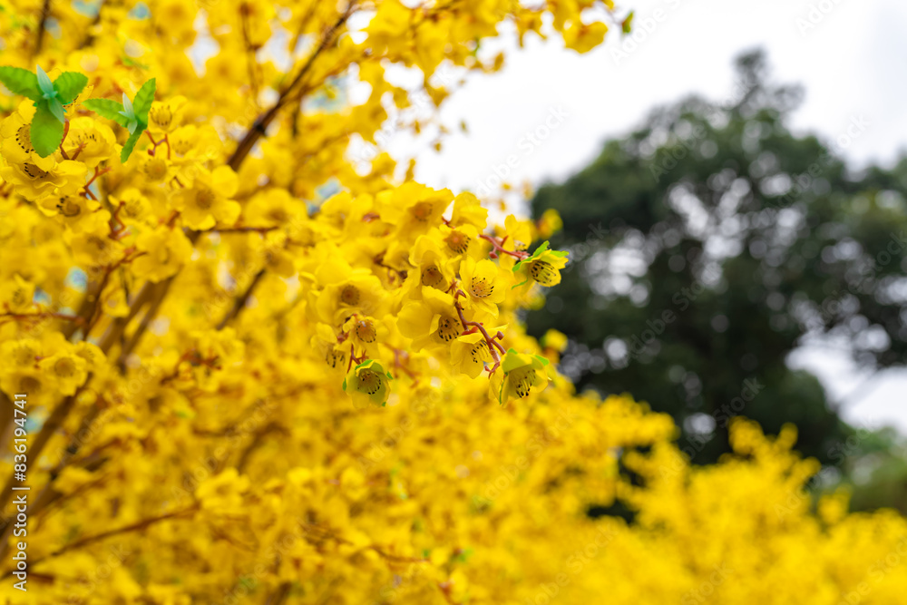 Apricot tree blooming with yellow flowering branches curving create unique beauty. This is a special wrong tree symbolizes luck, prosperity in spring Vietnam Lunar New Year Apricot tree blooming with yellow flowering branches curving create unique beauty. This is a special wrong tree symbolizes luck, prosperity in spring Vietnam Lunar New Year