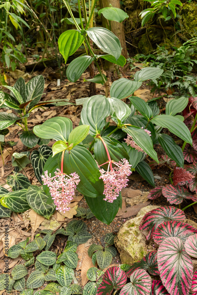 Fototapeta premium Medinilla Javanensis plant in Zurich in Switzerland
