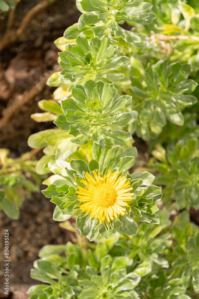 Asteriscus Intermedius plant in Zurich in Switzerland Asteriscus Intermedius plant in Zurich in Switzerland