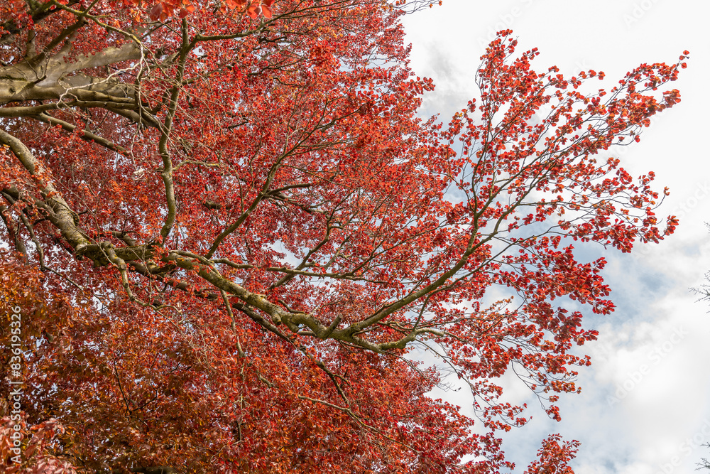 Common beech or Fagus Sylvatica tree in Zurich in Switzerland Common beech or Fagus Sylvatica tree in Zurich in Switzerland