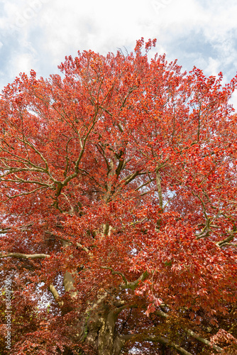 Common beech or Fagus Sylvatica tree in Zurich in Switzerland