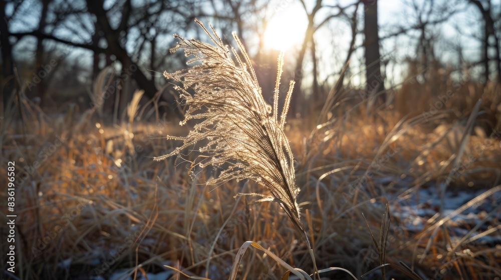 Fototapeta premium Photographing a grass plant on a sunny winter afternoon