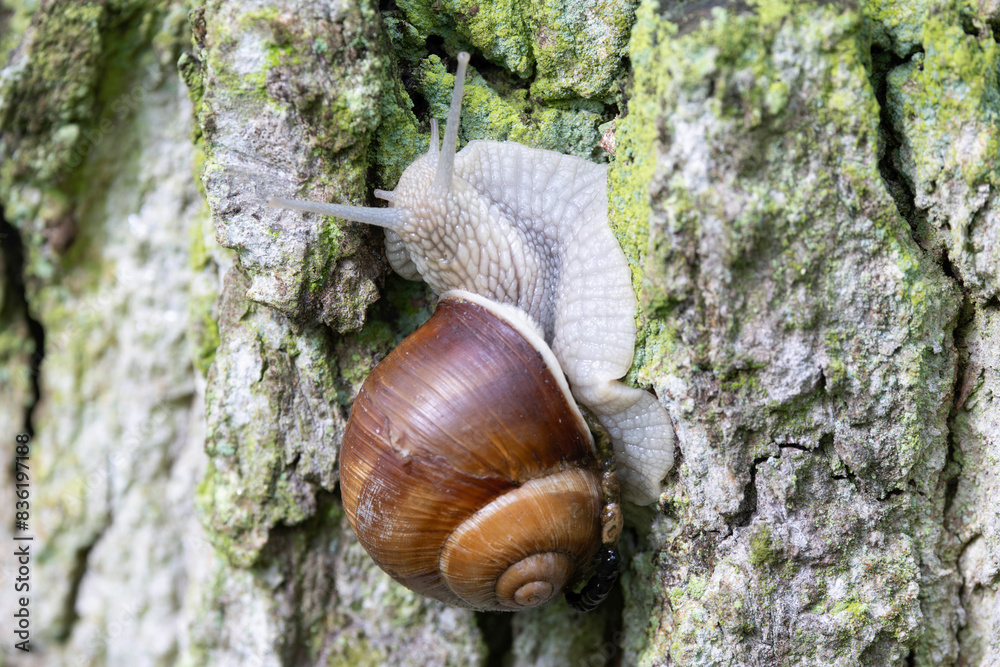 snail Helix pomatia on a rainy day in a French forest snail Helix pomatia on a rainy day in a French forest