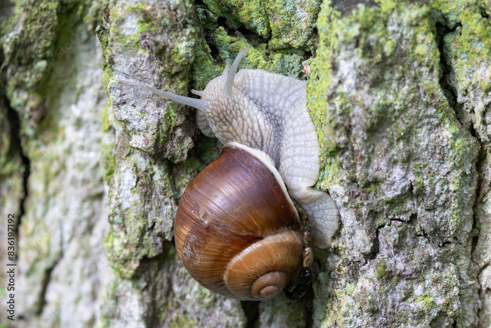 snail Helix pomatia on a rainy day in a French forest snail Helix pomatia on a rainy day in a French forest