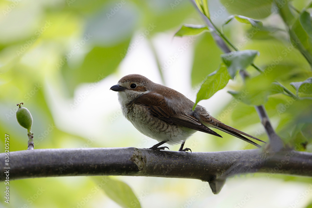 Bird Red-backed shrike Lanius collurio perching Bird Red-backed shrike Lanius collurio perching