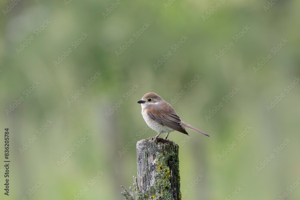 Bird Red-backed shrike Lanius collurio perching Bird Red-backed shrike Lanius collurio perching