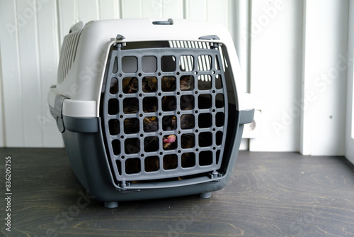 Photography A cat sits in a gray plastic carrier and licks its lips