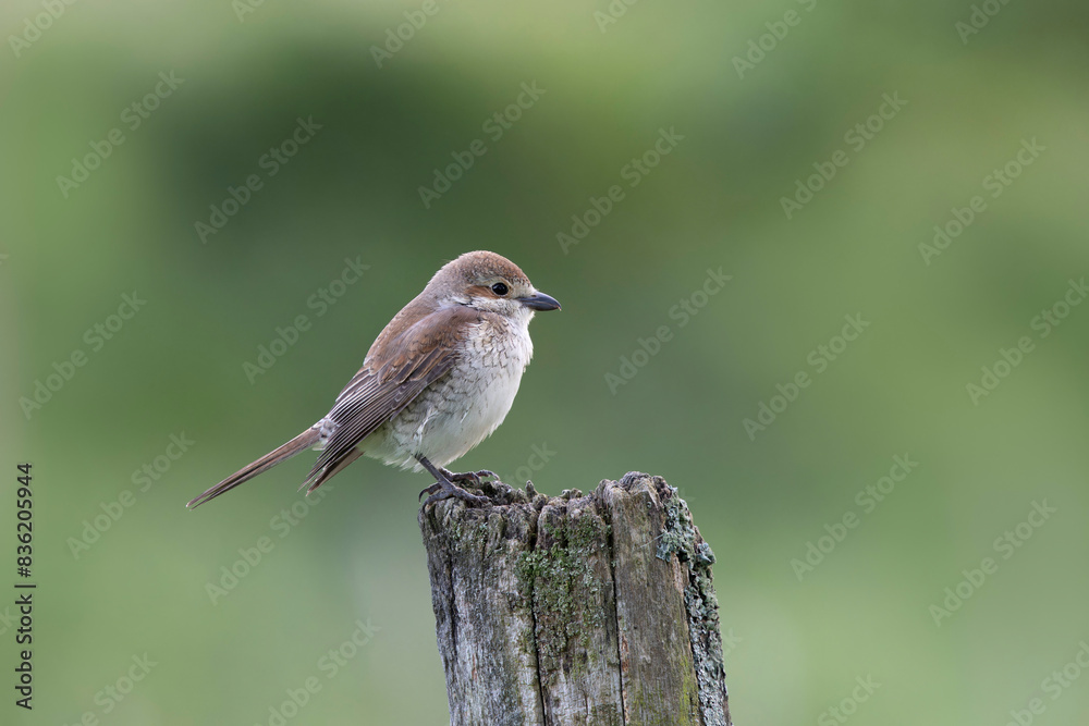 Fototapeta premium Bird Red-backed shrike Lanius collurio perching