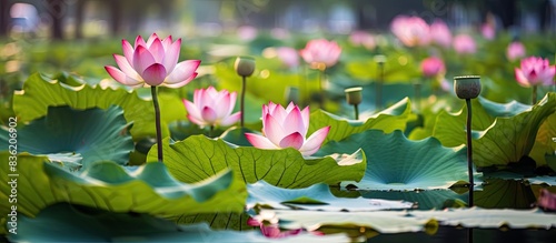 Blooming lotus flower with copy space image available.