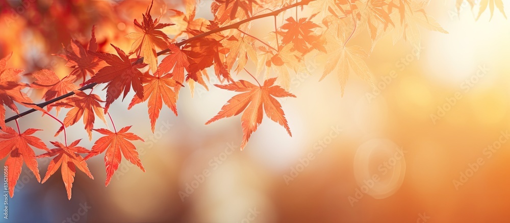 Maple leaves turn colorful in autumn against a blurry bokeh background, providing a beautiful copy space image. Maple leaves turn colorful in autumn against a blurry bokeh background, providing a beautiful copy space image.