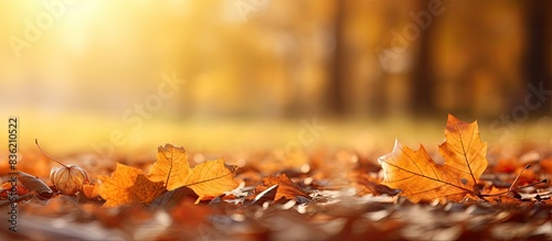 Autumn oak leaves displayed in a shallow focused autumn landscape with copy space image.