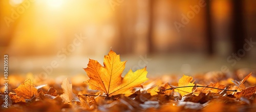 Close-up of a tree with golden autumn leaves against a backdrop of beautiful sunlight  ideal for a copy space image.