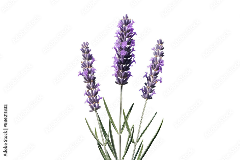 Naklejka premium A close-up of three lavender stalks with purple flowers and green leaves against a black background.
