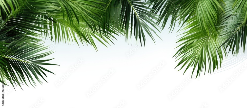 Abstract green nature background with tropical coconut leaves isolated on a white background, ideal for a copy space image.