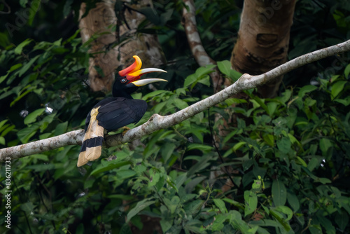 Photography Rhinoceros Hornbill - Buceros rhinoceros, large beautiful iconic bird with colored beak from Southeast Asian tropical forests, Kinabatangan river, Borneo, Malaysia