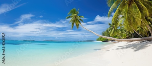 Scenic tropical beach with palm trees  white sand  and turquoise blue water in a copy space image.