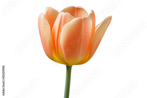 A single, delicate peach tulip with a yellow center, isolated on a black background.