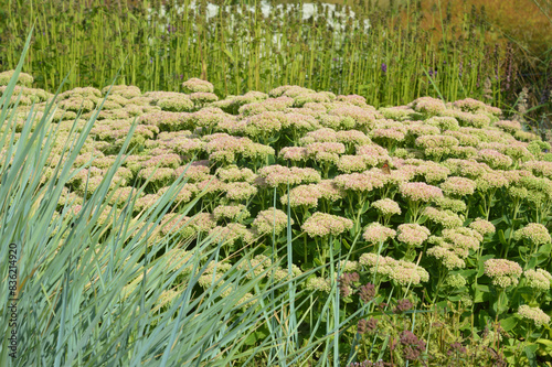 Flowerbed with prominent sedum.