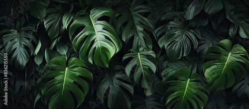 Tropical leaf closeup view with a dark flat lay. Background features green leaf and palm trees creating a nature-themed copy space image.