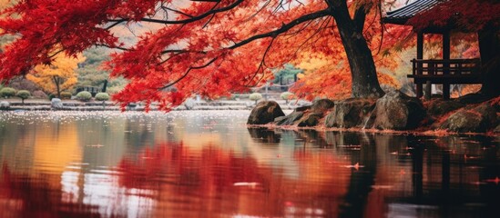 Vivid autumn scene with Maple leaves in yellow, orange, and red hues. Rich colors of fall foliage creating a picturesque setting with copy space image.
