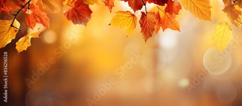 Autumnal landscape featuring maple trees with orange fall leaves  providing a natural background with copy space image.