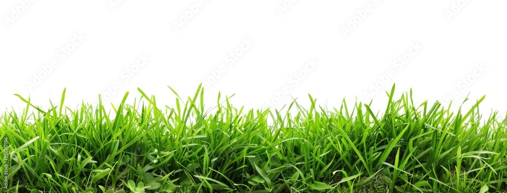 Grass border isolated on white background Grass border isolated on white background