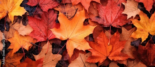 Wet autumn leaves covering the ground create a picturesque scene with copy space image.