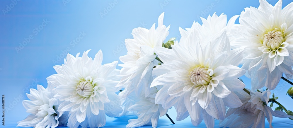 Obraz premium Close-up of a large, fluffy light blue Dahlia flower on a white backdrop with clipping path for design, showing a copy space image.