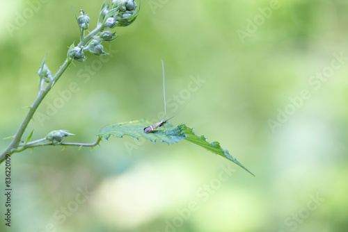 longhorned butterfly Nemophora degeerella male in close view on low vegetation photo