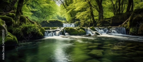 Forest background with a tranquil stream  perfect for your design with copy space image.